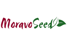 Moravo seeds